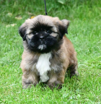 de dame nature - Lhassa Apso - Portée née le 19/09/2024