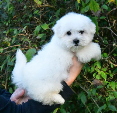 de dame nature - Coton de Tulear - Portée née le 01/09/2024