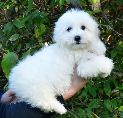 de dame nature - Coton de Tulear - Portée née le 25/08/2024