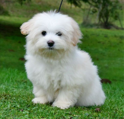 de dame nature - Coton de Tulear - Portée née le 06/10/2024