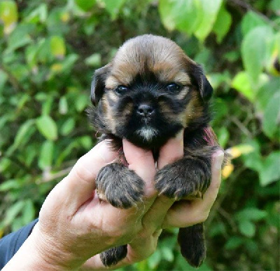 de dame nature - Lhassa Apso - Portée née le 19/09/2024