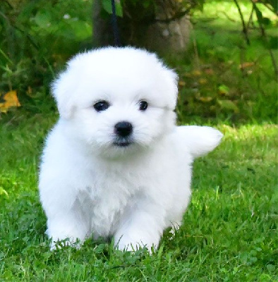 de dame nature - Coton de Tulear - Portée née le 23/08/2024