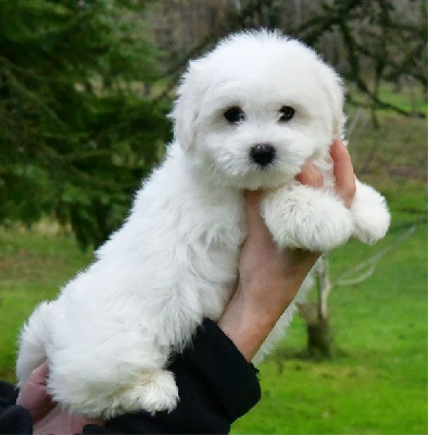 de dame nature - Coton de Tulear - Portée née le 15/10/2024