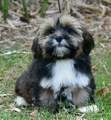 de dame nature - Lhassa Apso - Portée née le 04/05/2024