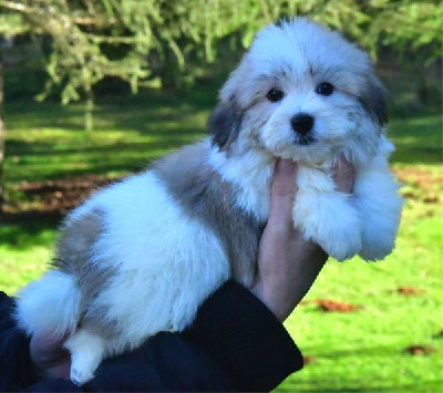 de dame nature - Coton de Tulear - Portée née le 12/11/2024