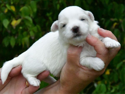 de dame nature - Coton de Tulear - Portée née le 05/08/2024