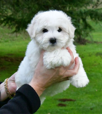 de dame nature - Coton de Tulear - Portée née le 15/10/2024