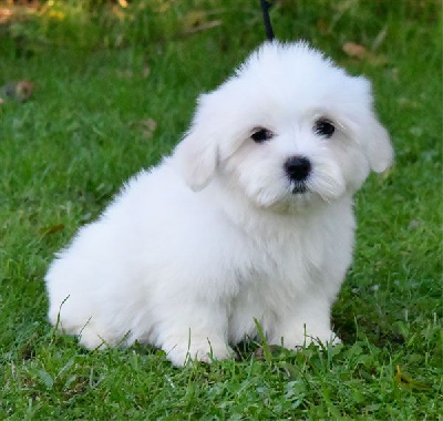 de dame nature - Coton de Tulear - Portée née le 13/09/2024