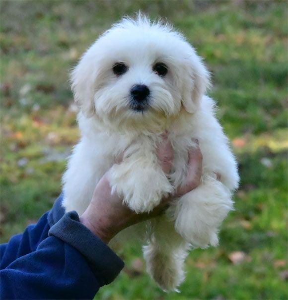 de dame nature - Chiot disponible  - Coton de Tulear