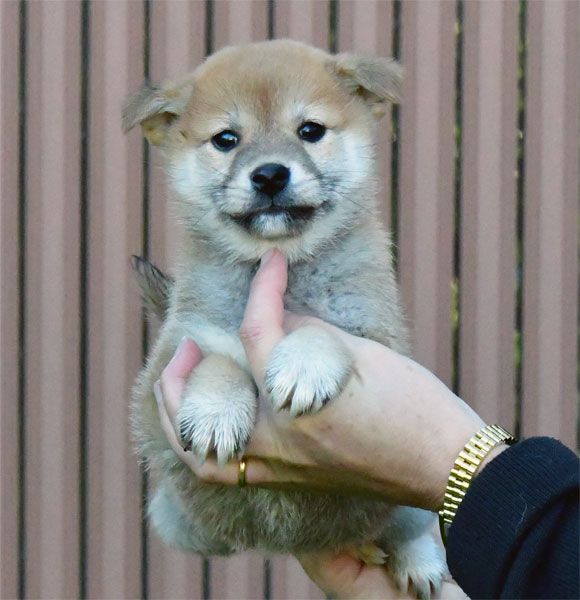 de dame nature - Chiot disponible  - Shiba