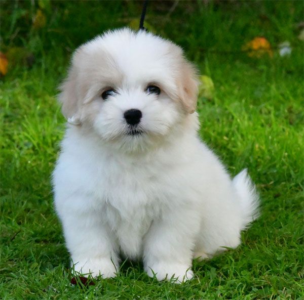 chiot Coton de Tulear de dame nature