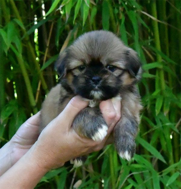 chiot Lhassa Apso de dame nature