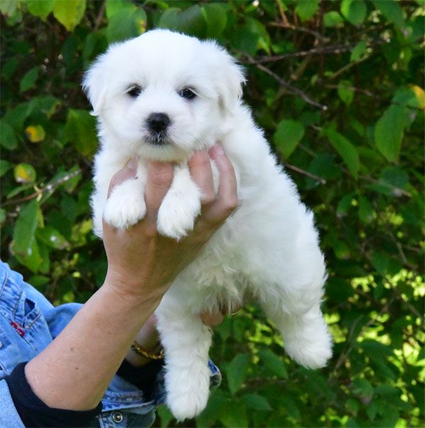 de dame nature - Chiot disponible  - Coton de Tulear