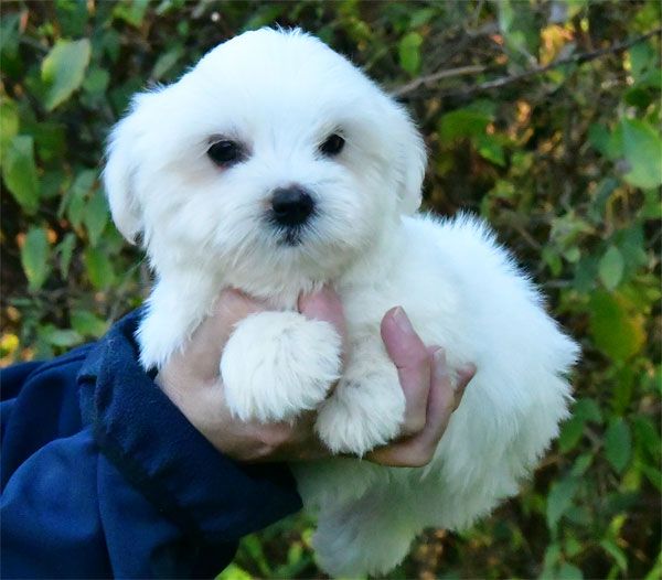 de dame nature - Chiot disponible  - Coton de Tulear