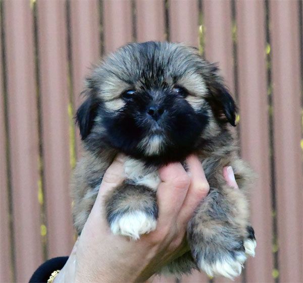 de dame nature - Chiot disponible  - Lhassa Apso