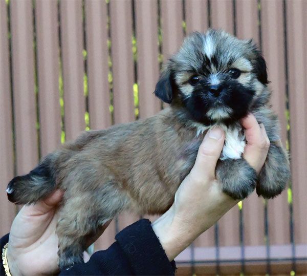 chiot Lhassa Apso de dame nature