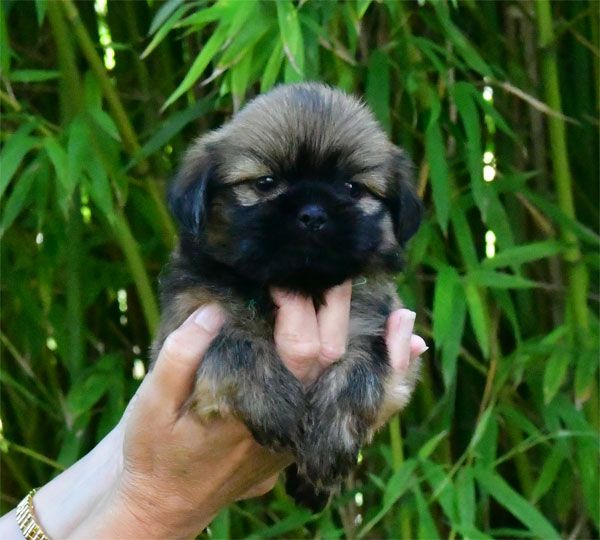 de dame nature - Chiot disponible  - Lhassa Apso