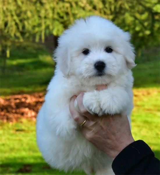 de dame nature - Chiot disponible  - Coton de Tulear