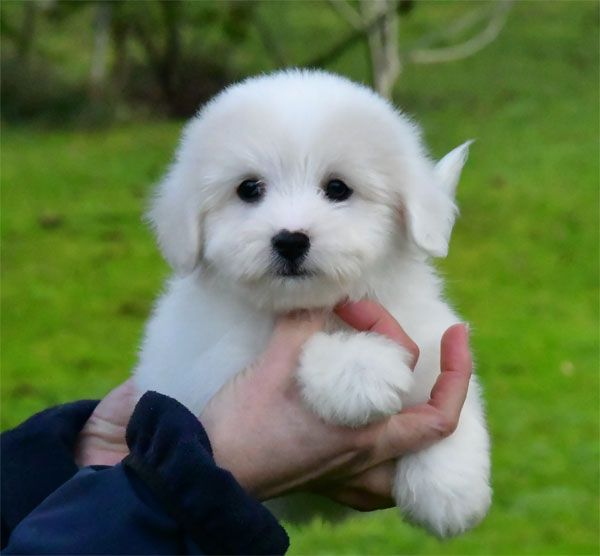 de dame nature - Chiot disponible  - Coton de Tulear