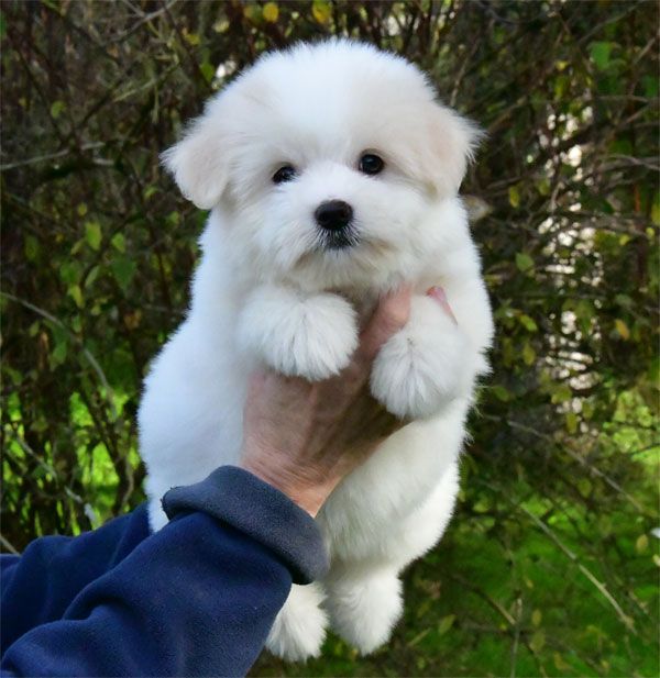 de dame nature - Chiot disponible  - Coton de Tulear