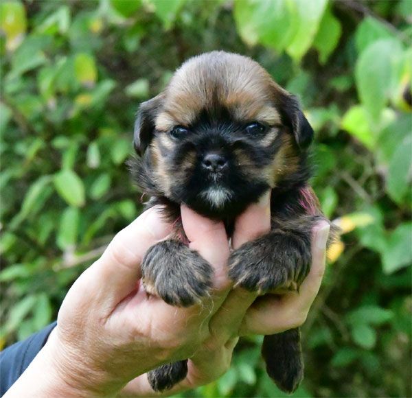 chiot Lhassa Apso de dame nature