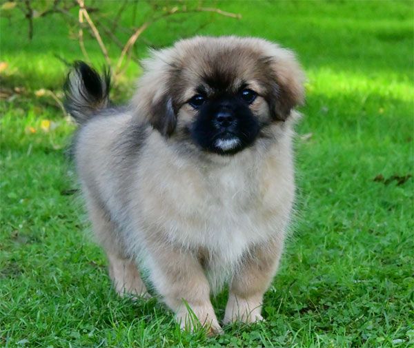 de dame nature - Chiot disponible  - Epagneul tibetain