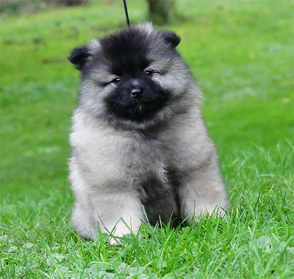 de dame nature - Chiot disponible  - Spitz allemand