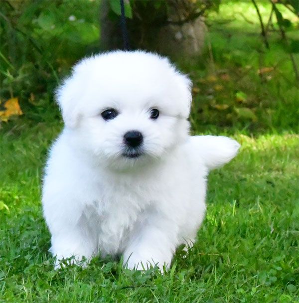 chiot Coton de Tulear de dame nature