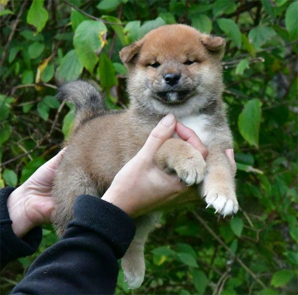 chiot Shiba de dame nature