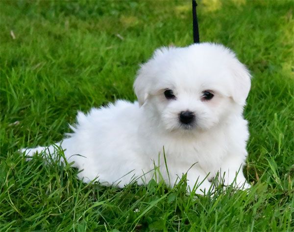 de dame nature - Chiot disponible  - Coton de Tulear