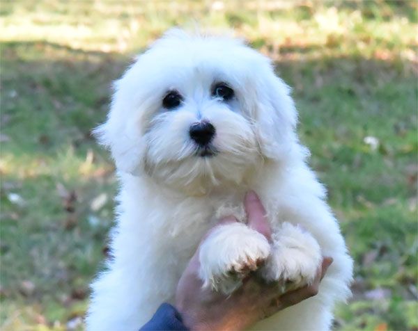 de dame nature - Chiot disponible  - Coton de Tulear