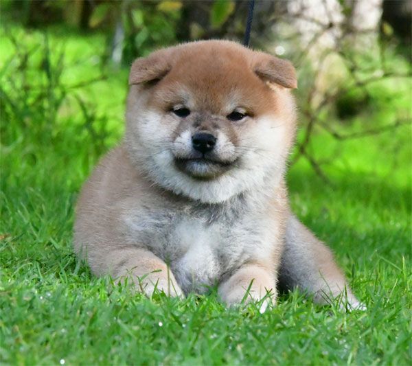 chiot Shiba de dame nature