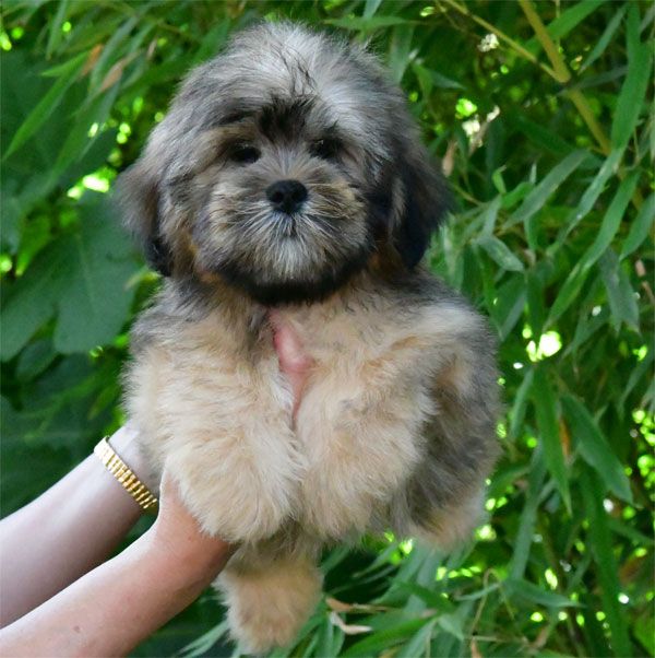 chiot Lhassa Apso de dame nature