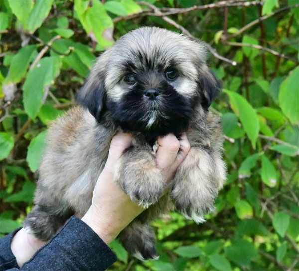 de dame nature - Chiot disponible  - Lhassa Apso