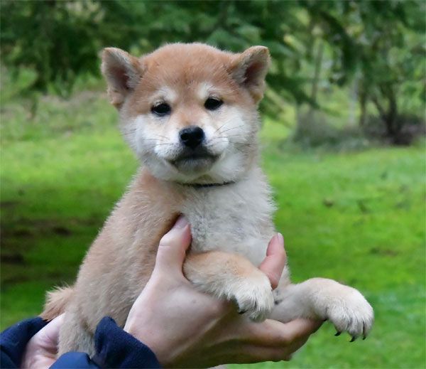 de dame nature - Chiot disponible  - Shiba