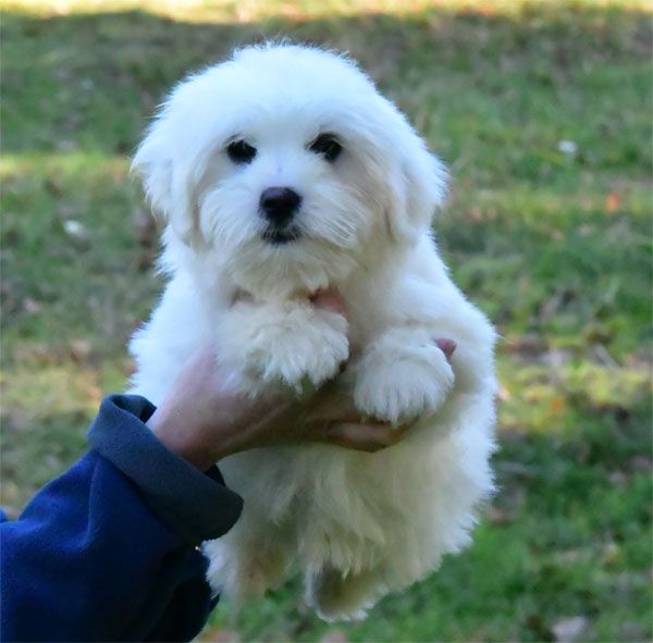 de dame nature - Chiot disponible  - Coton de Tulear