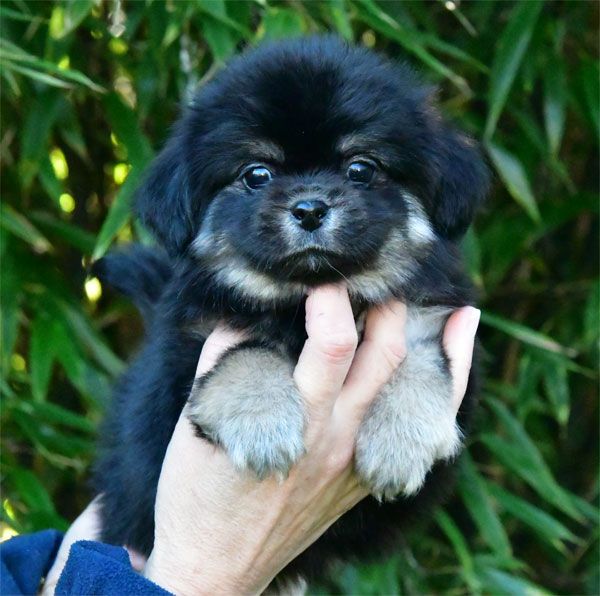 de dame nature - Chiot disponible  - Epagneul tibetain