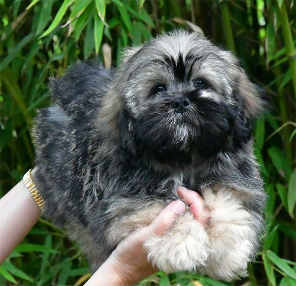 de dame nature - Chiot disponible  - Lhassa Apso