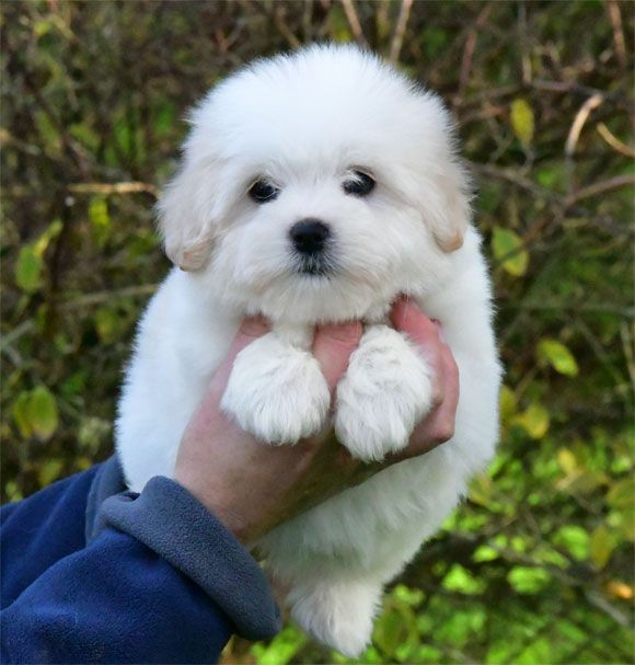 de dame nature - Chiot disponible  - Coton de Tulear