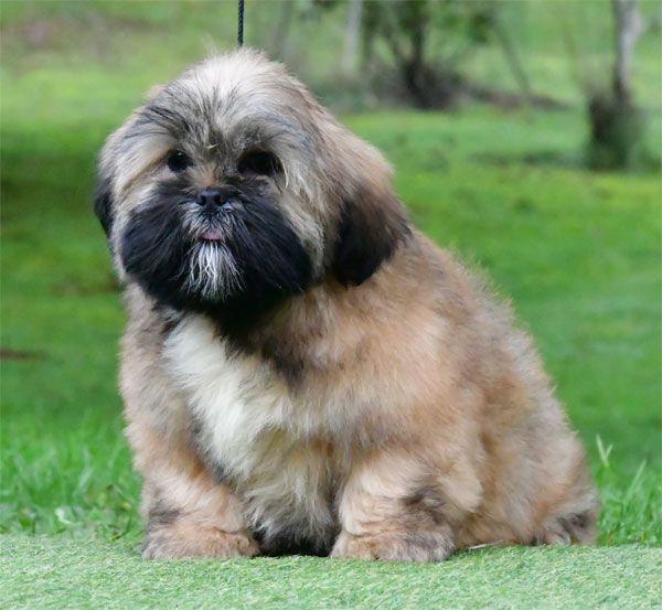 de dame nature - Chiot disponible  - Lhassa Apso