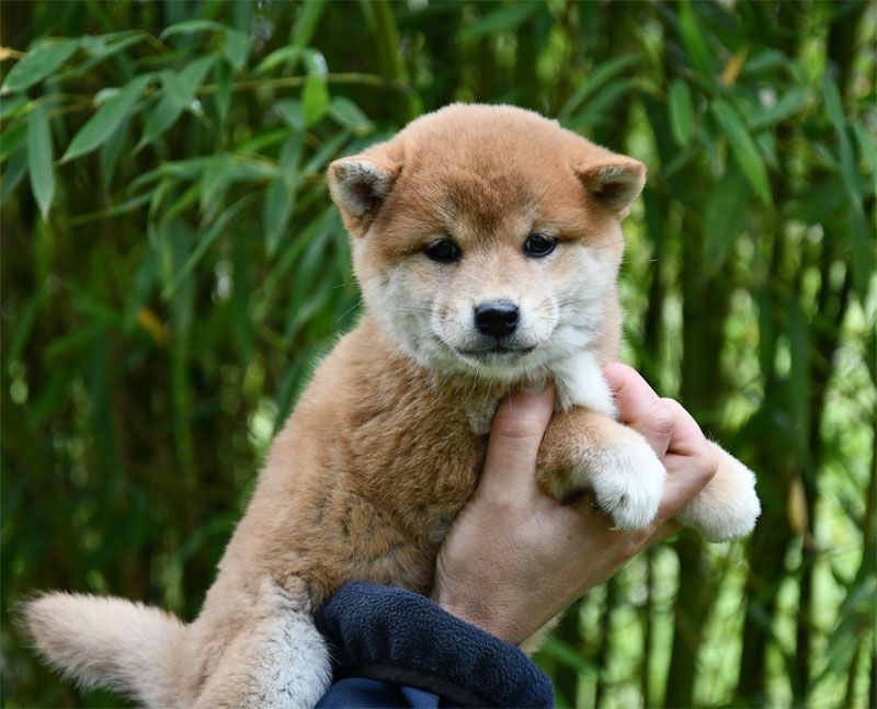 chiot Shiba de dame nature