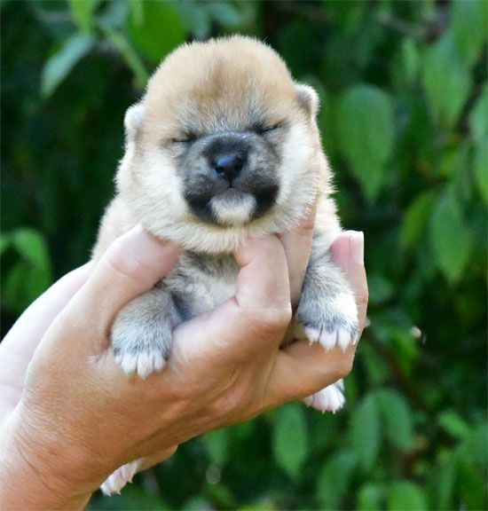 de dame nature - Chiot disponible  - Shiba