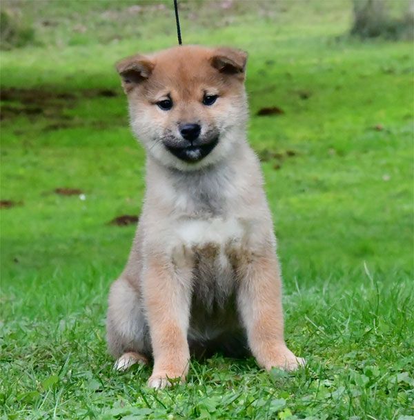 de dame nature - Chiot disponible  - Shiba