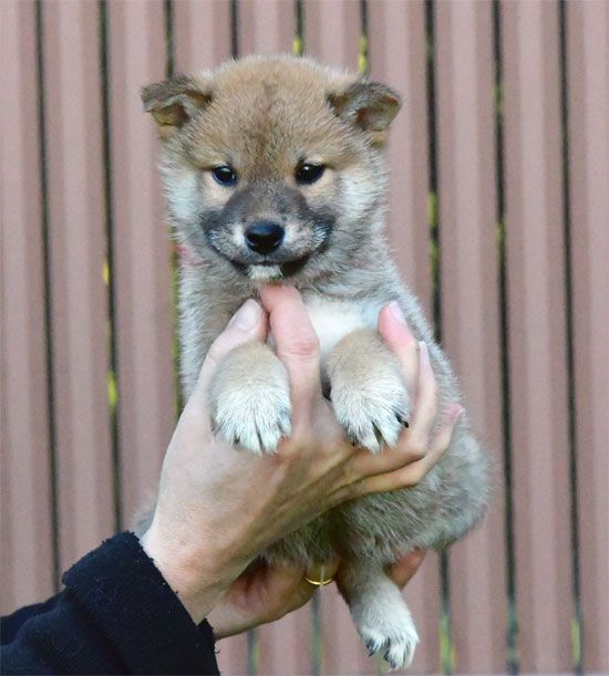 de dame nature - Chiot disponible  - Shiba