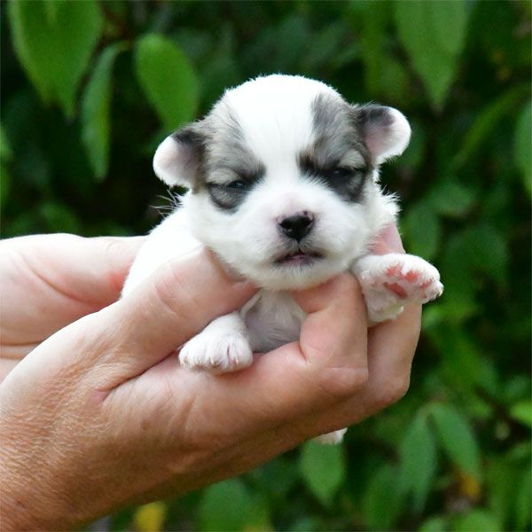 de dame nature - Chiot disponible  - Coton de Tulear