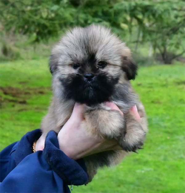 de dame nature - Chiot disponible  - Lhassa Apso