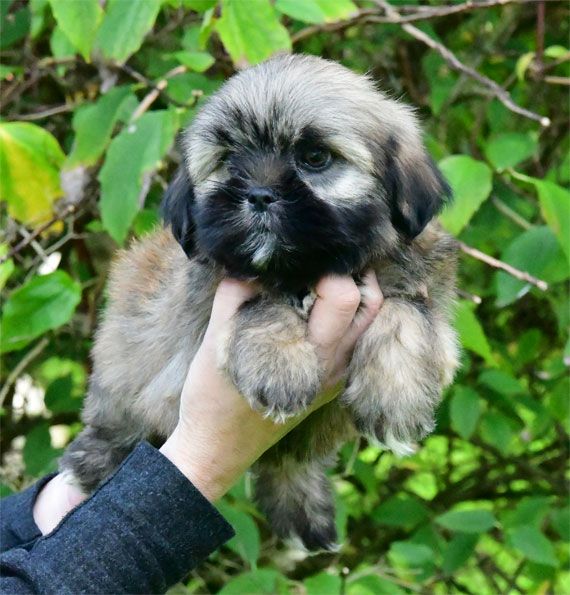 de dame nature - Chiot disponible  - Lhassa Apso