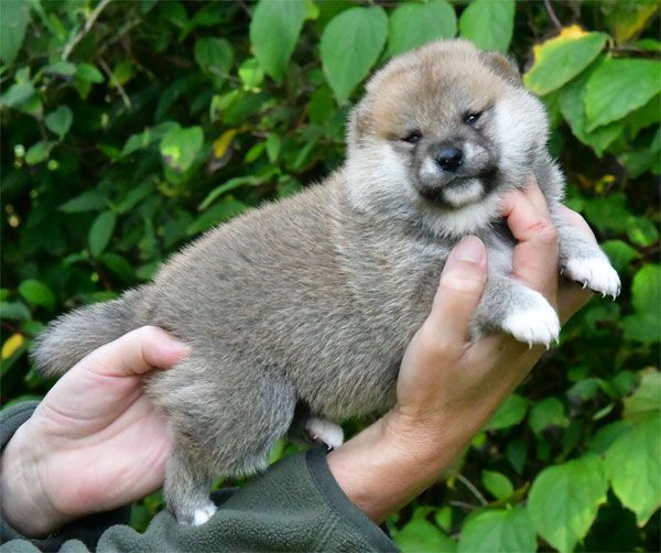 chiot Shiba de dame nature