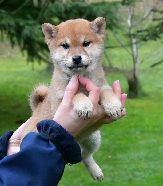 de dame nature - Chiot disponible  - Shiba