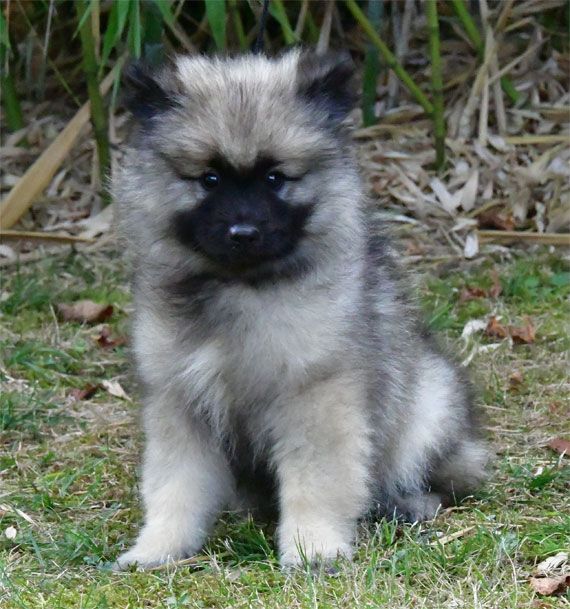 chiot Spitz allemand de dame nature